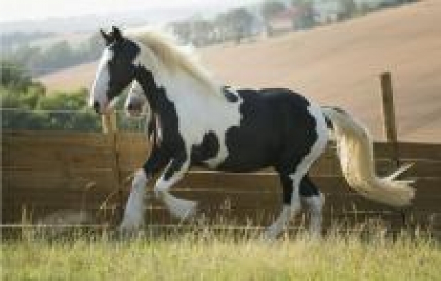 Polyvalente jument  Irish Cob acheter vendre