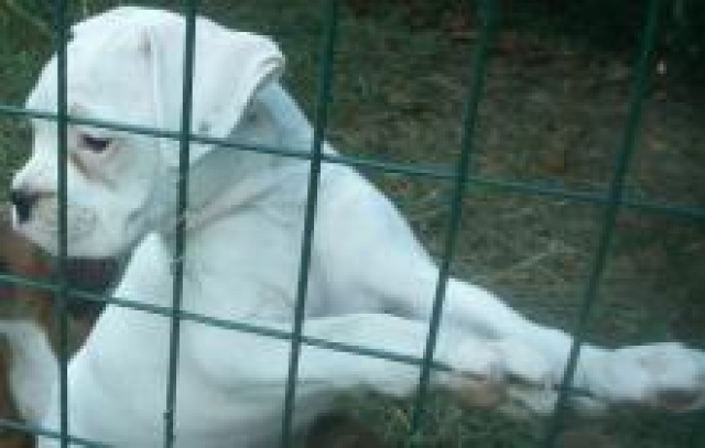 chiot boxer male blanc acheter vendre