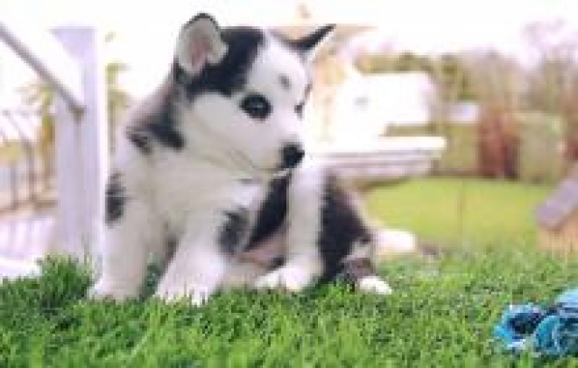 2 chiots husky de siberien a donner . acheter vendre