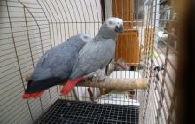 Jolie couple perroquets gris du gabon acheter vendre