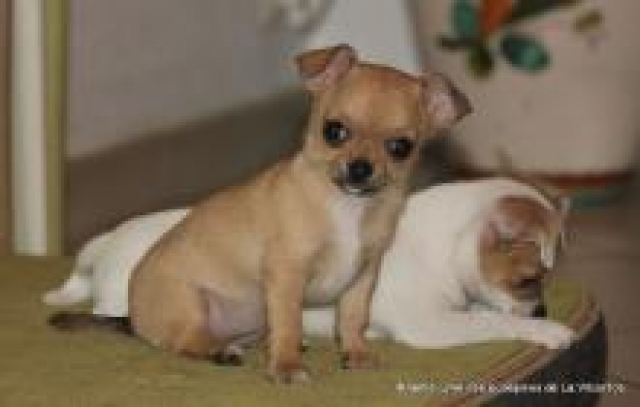 Femelle chihuahua fauve PC LOF née le 13/08/2014 acheter vendre