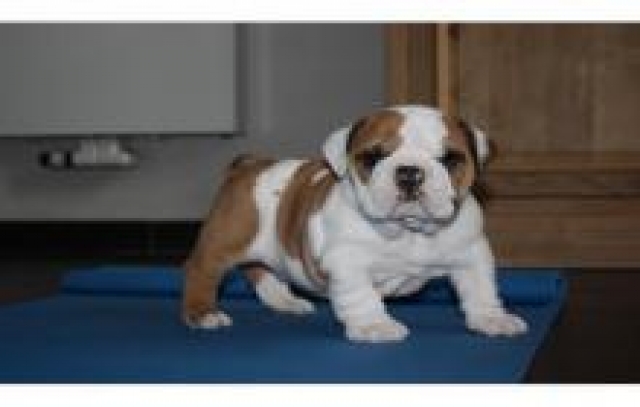 adorable Chiot Bouledogue Français (femelle) acheter vendre
