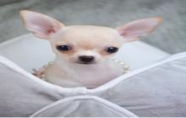 2 chiots chihuahua a donner . acheter vendre