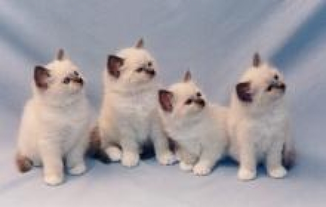 Superbe Chatons Sacre De Birmanie acheter vendre