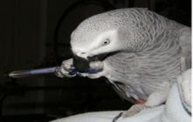   magnifique perroquet male gris du Gabon acheter vendre
