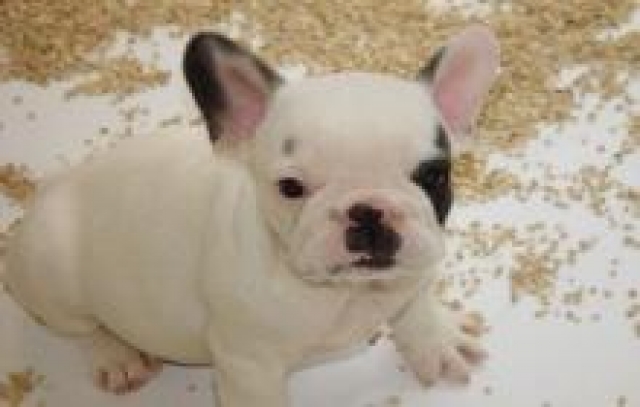 Adorable bouledogue français femelle LOF acheter vendre