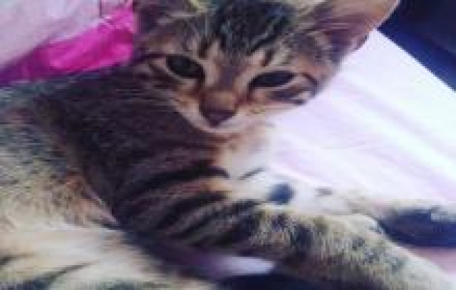 DONNE CHATON MALE  acheter vendre