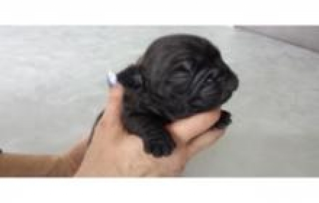 adorable chiot male type bouledogue français acheter vendre