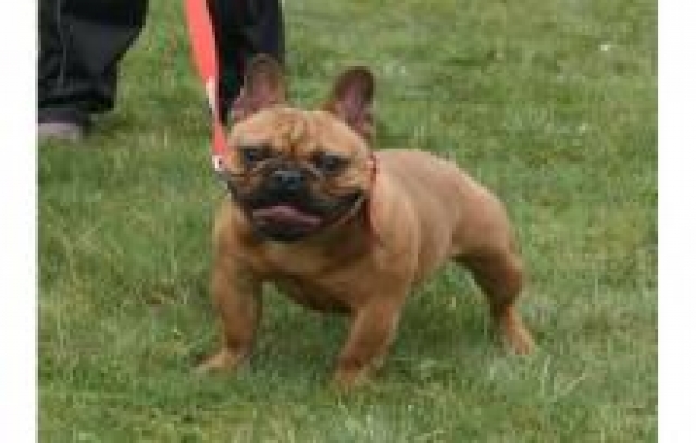 adorable chiot bouledogue français mâle de couleur Fauve acheter vendre