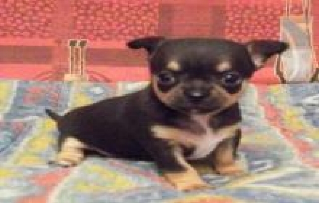 chiots chihuahua  inscrits au Lof acheter vendre