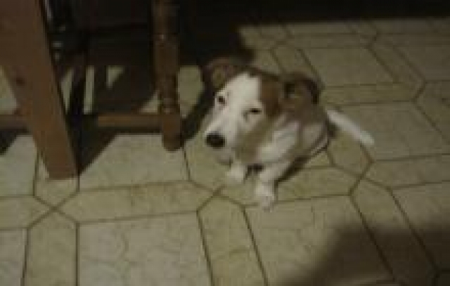 vend femelle jack russel  acheter vendre