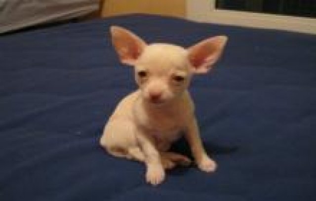 magnifique chiot femelle type chihuahua acheter vendre