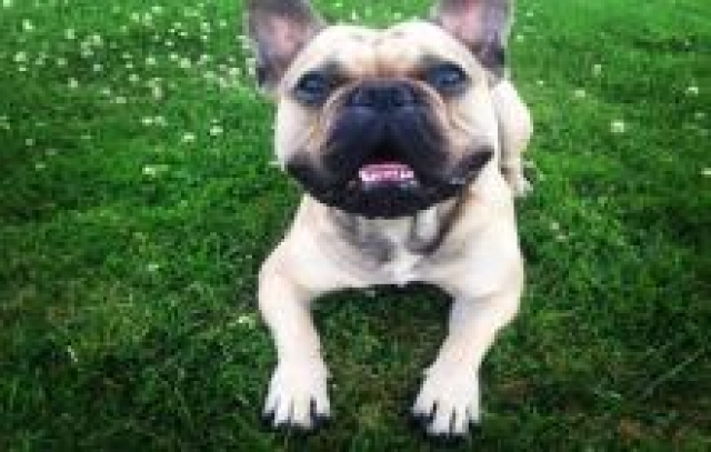 Saillie chiot male type Bouledogue Français acheter vendre