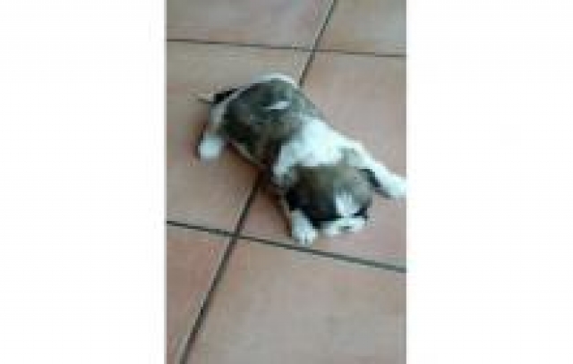 Femelle shih tzu Lof tricolore acheter vendre