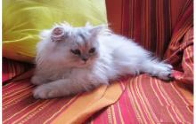 Adorable chaton de type persan chinchilla acheter vendre