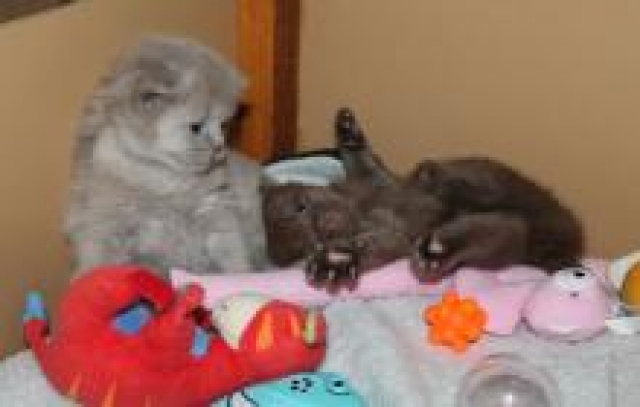 chatons british longhair acheter vendre