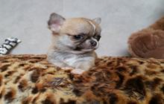 Jolie chiot Chihuahua femelle    acheter vendre