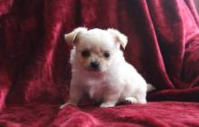 Chiot Chihuahua disponible à donner acheter vendre