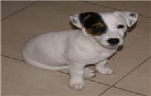 adorable chiot male type jack russel acheter vendre